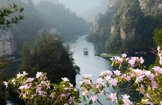 Zhangjiajie spring scenery azalea in Baofeng Lake