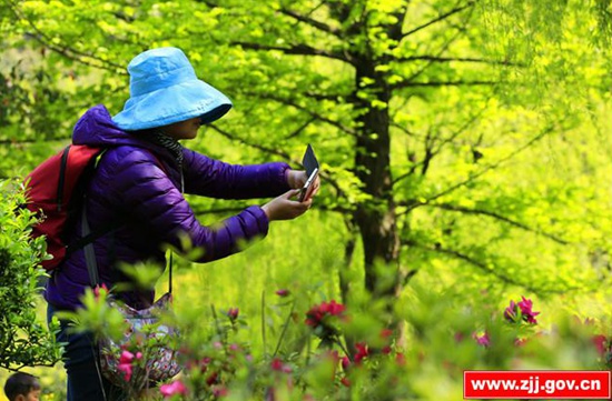 A sea of flowers in Zhangjiajie Huanglong scenic area