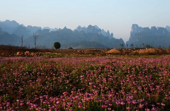 ZJJ Wulingyuan one hundred mu of Wild Astragalus Sinicus is in full bloom