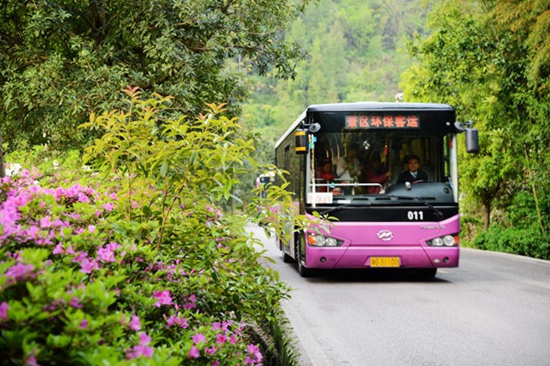 Thousands of beautiful cuckoo flowers in Zhangjiajie