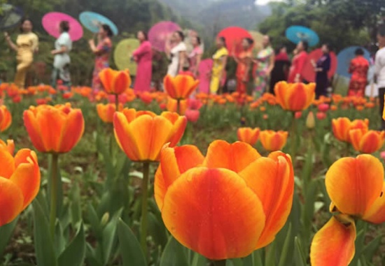 Tulip Festival Held in Zhangjiajie Old Taoist Bay