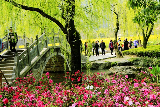 Azalea in Zhangjiajie Huanglong cave ecological square