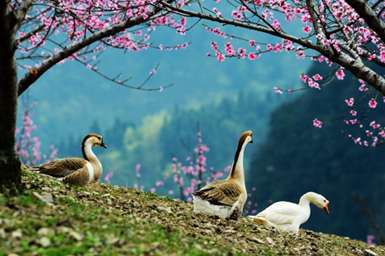 Zhangjiajie Tianzishan scenic spot shows a peach blossom wonderland