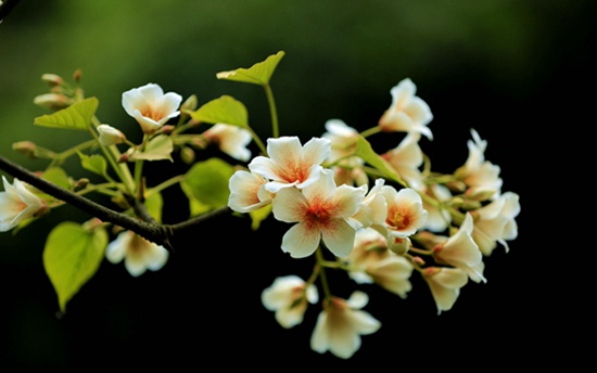 ZJJ Wulingyuan Yang Jiajie scenic: Tongzi Flowers are in Bloom