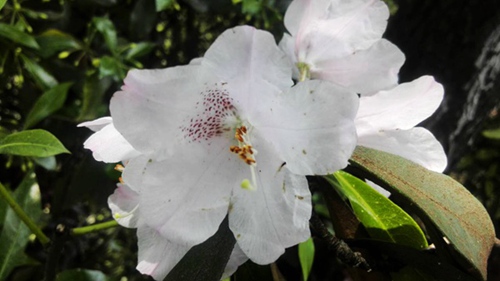 Yang Jiajie Mysterious Plant was identified as “Zhangjiajie Cuckoo”
