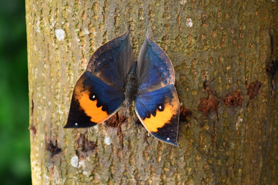 ZJJ Huanglong Scenic Area found exotic leaf butterflies
