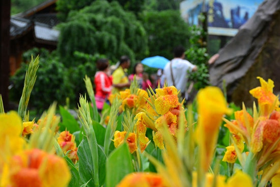 Zhangjiajie Huanglong cave scenic spot, Canna is in full bloom