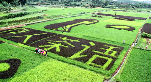 Hunan Yongzhou Villagers Grow ‘Colorful World’ in Paddy Field