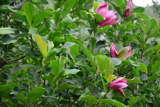 ZJJ Huanglong scenic area magic purple magnolia