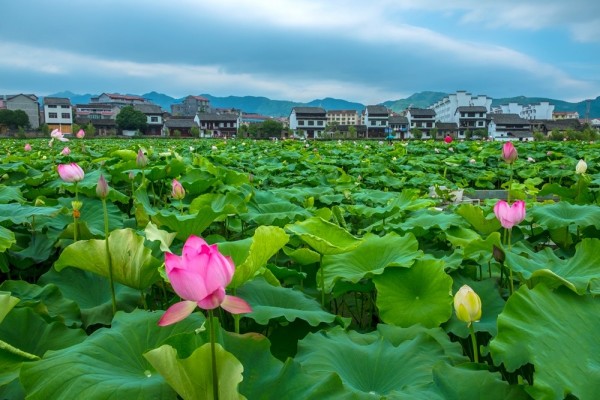 Lotus Flowers Blossom in Hunan’s Pushi Ancient Town