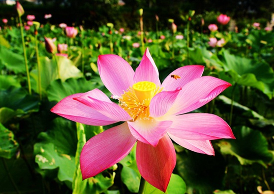 Zhangjiajie Rural Tourism’s Lotus in Summer July