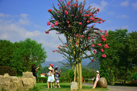 Zhangjiajie Huanglong Scenic Spot: Chinese Bloom meets visitors