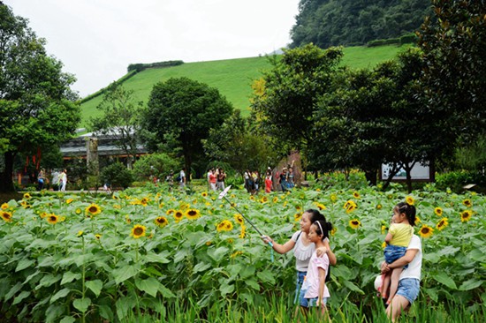 Sunflowers show in Zhangjiajie Huanglong Hole