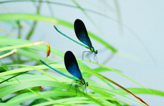 ZJJ Huanglong cave scenic spot: Damselflies become a new scenery