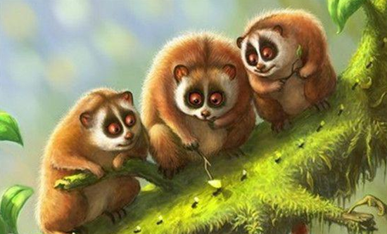 Zhangjiajie found national wild protection animals:Nycticebus Coucang