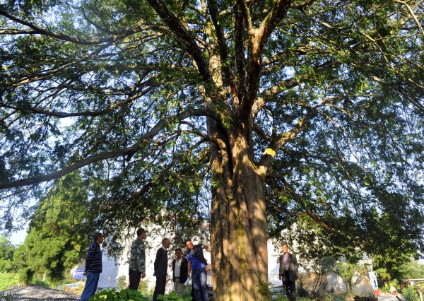 Taxus Chinensis Trees Found in Southern Hunan