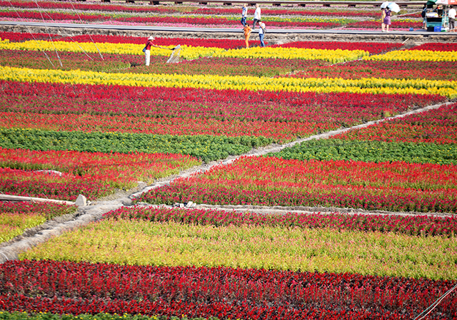 Colorful Flowers Attract Numerous Visitors