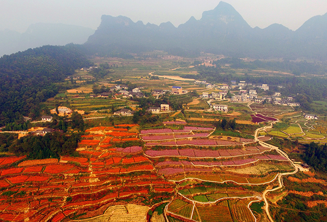 Wulingyuan Autumn Blossoms Seen in Terraced Flower Fields