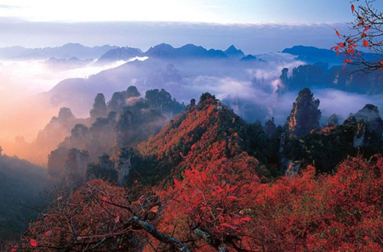 Zhangjiajie Autumn Tourism Golden Season