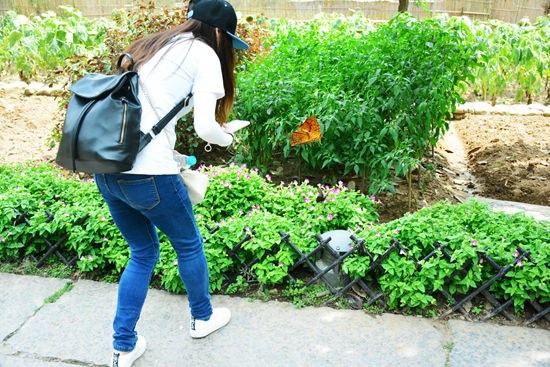 The Mid-Autumn Festival, ZJJ Huanglong Hole is full of Butterflies