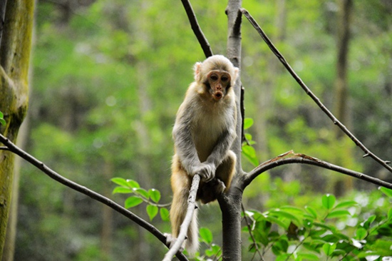 Zhangjiajie monkeys celebrates International Forest Protection Festival