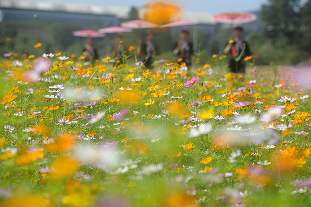 Visit Guiyang in Autumn, Enjoy Colorful Flowers