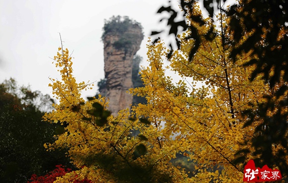 Zhangjiajie autumn drunken in Tianzi mountain