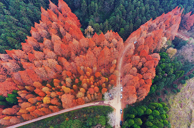 Magnificent Dawn Redwoods Seen in Western Hunan