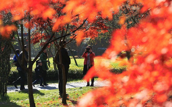Zhangjiajie Huanglong hole: “Maple” Scenery attracts Guests