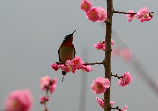 Huanglong cave ecological square-flowers in spring