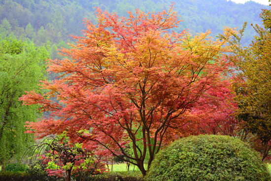 Zhangjiajie Huanglong comes into ornamental leaf period in spring