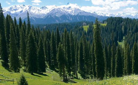 China's most Beautiful Ten Forests