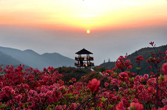9th Changsha (Daweishan) Azalea Festival