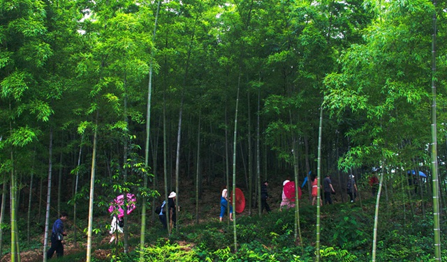 Yiyang Bamboo Sea