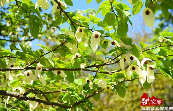 “Chinese Culture Tour” in Hunan to Be Launched
