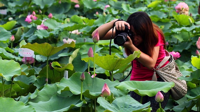 Hunan Lotus Flower Route For Changsha-Yueyang-Xiangtan-Changde-Loudi