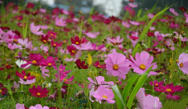 Free Entry to Hunan Forest Botanical Garden on May 31