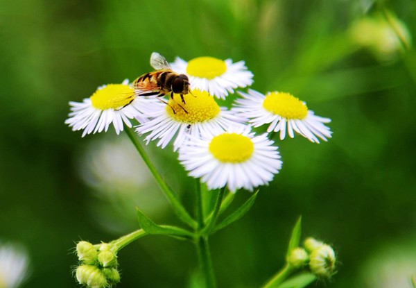 A Picturesque Summer Scenery in Wulingyuan