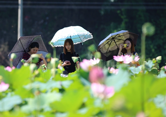 Zhangjiajie yangjiaping beautiful lotus scenery