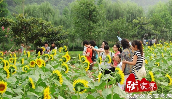 More than 500 Sunflowers in Huanglong scenic area