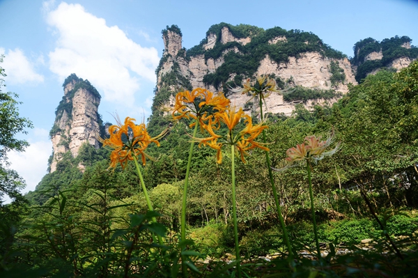 Zhangjiajie Bana flower is competing in full bloom in early autumn