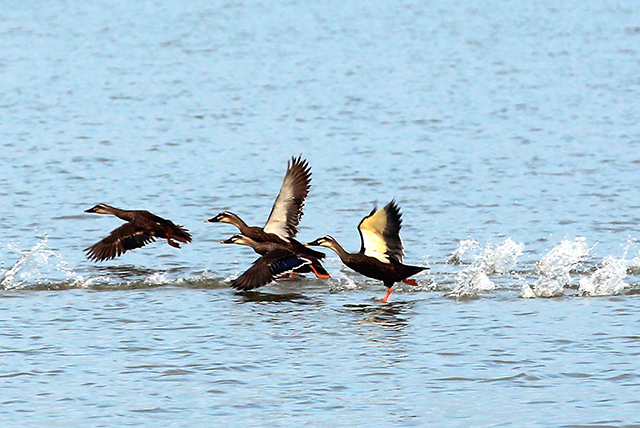 Birdwatching in Changde