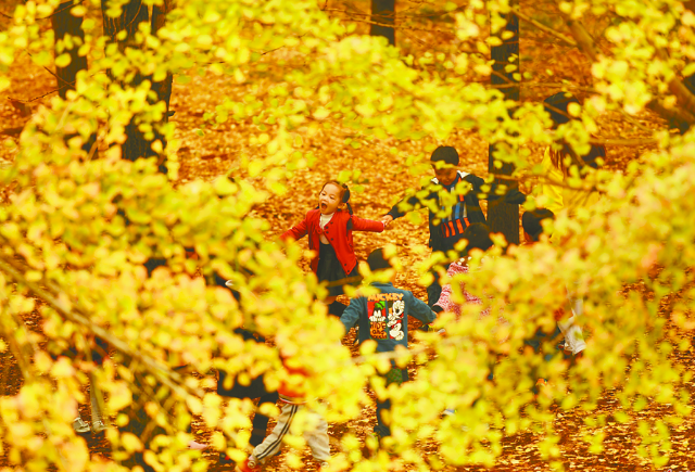 Golden Ginkgo Trees around Ziyun Mountain
