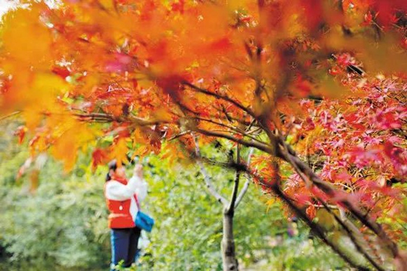 11th Changsha Yuelu Mountain Red Maple Festival