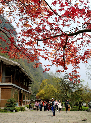 Stunning Color of Maple Leaves at Zhangjiajie Scenic Area