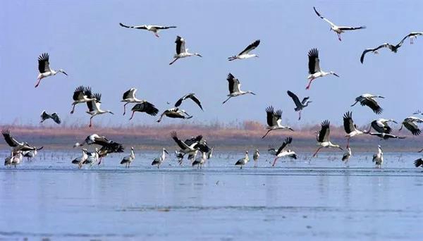 Dongting Lake Birdwatching Contest Slated for December