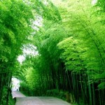 Taohuajiang Bamboo Sea