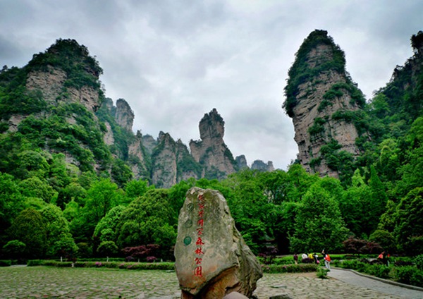 Zhangjiajie Spring is a green sea,Birds and flowers...