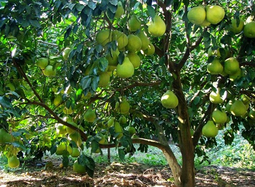 Zhangjiajie Golden Fragrant Pomelo