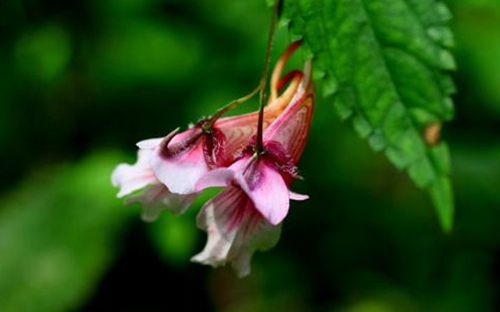 Zhangjiajie Lobster Flower